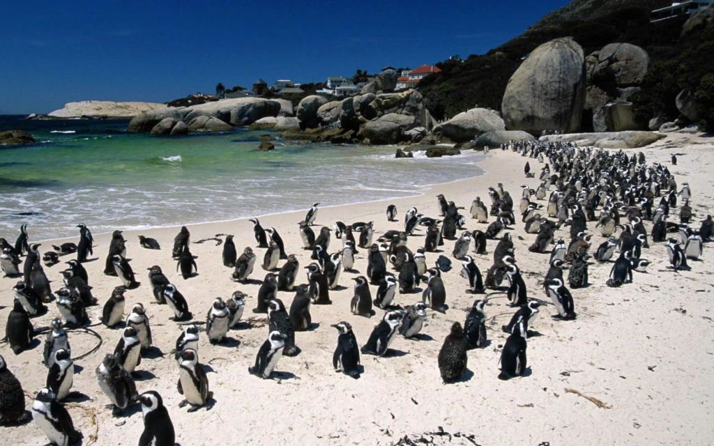 Playa de Boulders | Santuario de pingüinos para tomar el sol y disfrutar en familia 1