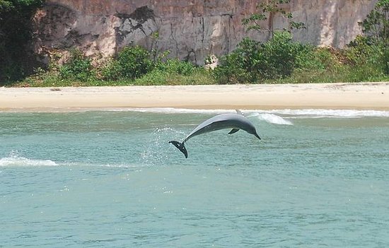 Playa paradisíaca con delfines